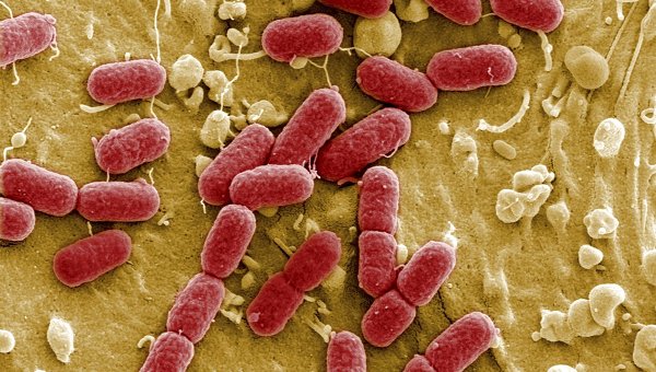 Энтерогеморрагическая бактерия Escherichia coli (EHEC) под микроскопом 